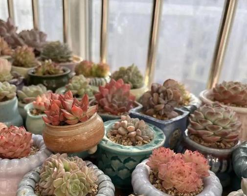 多肉植物的室外养护秘籍（让你的多肉植物在户外飞速成长）