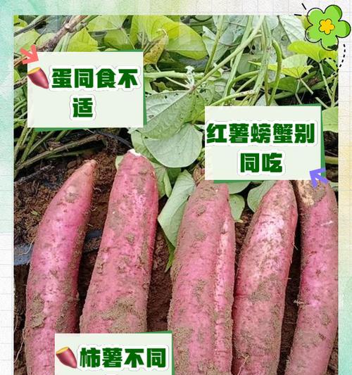红薯最佳食用季节（营养丰富的红薯，何时食用更佳？）