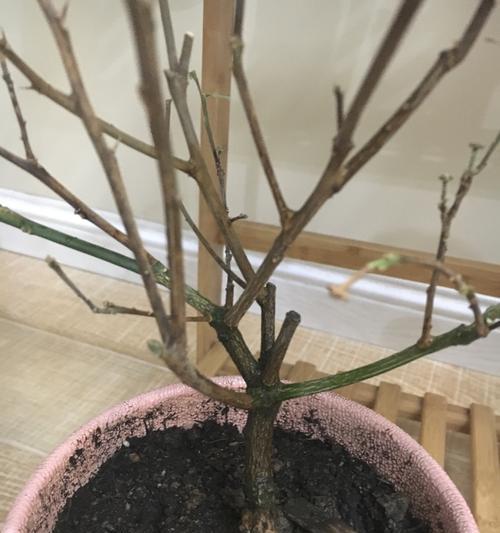 插枝繁殖桔子树的秘密（插枝繁殖桔子树的方法与注意事项）