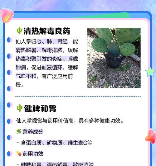 探秘仙人掌花的神奇魔力（功效、作用与食用方法详解）