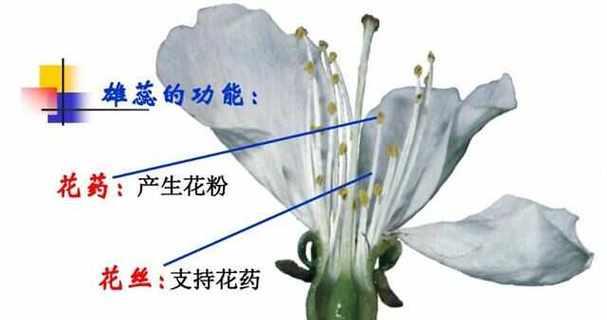 番茄花的性别是什么？（探究番茄花的两性性质及其繁殖方式）