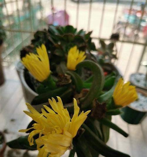 佛手掌叶子发蔫的原因与处理方法（探究佛手掌叶子发蔫的7大原因和8种有效处理方法）