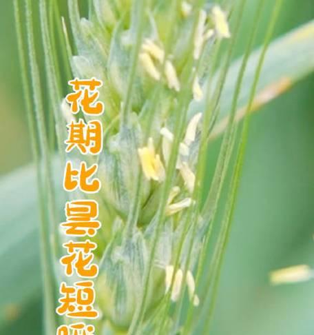 探寻小麦花期之谜（了解小麦生长周期及最佳收割时间）
