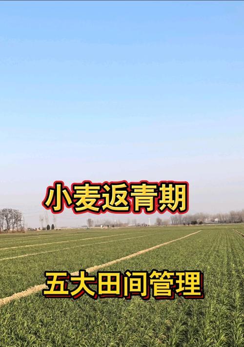 探寻小麦花期之谜（了解小麦生长周期及最佳收割时间）