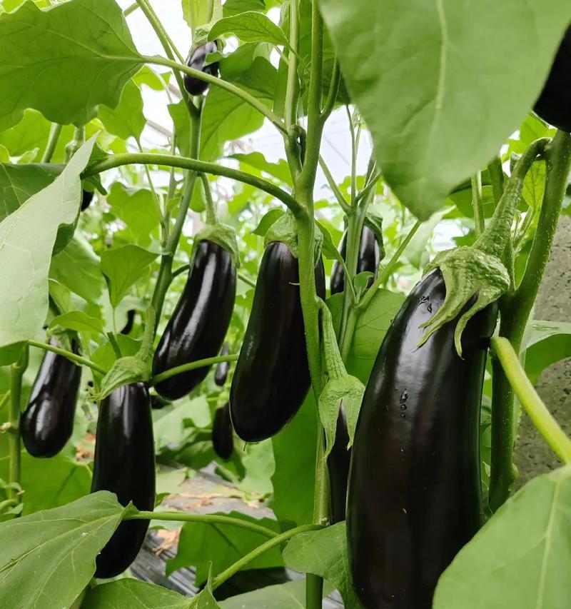 了解秋冬蔬菜，让生活更健康（了解秋冬蔬菜，让生活更健康）