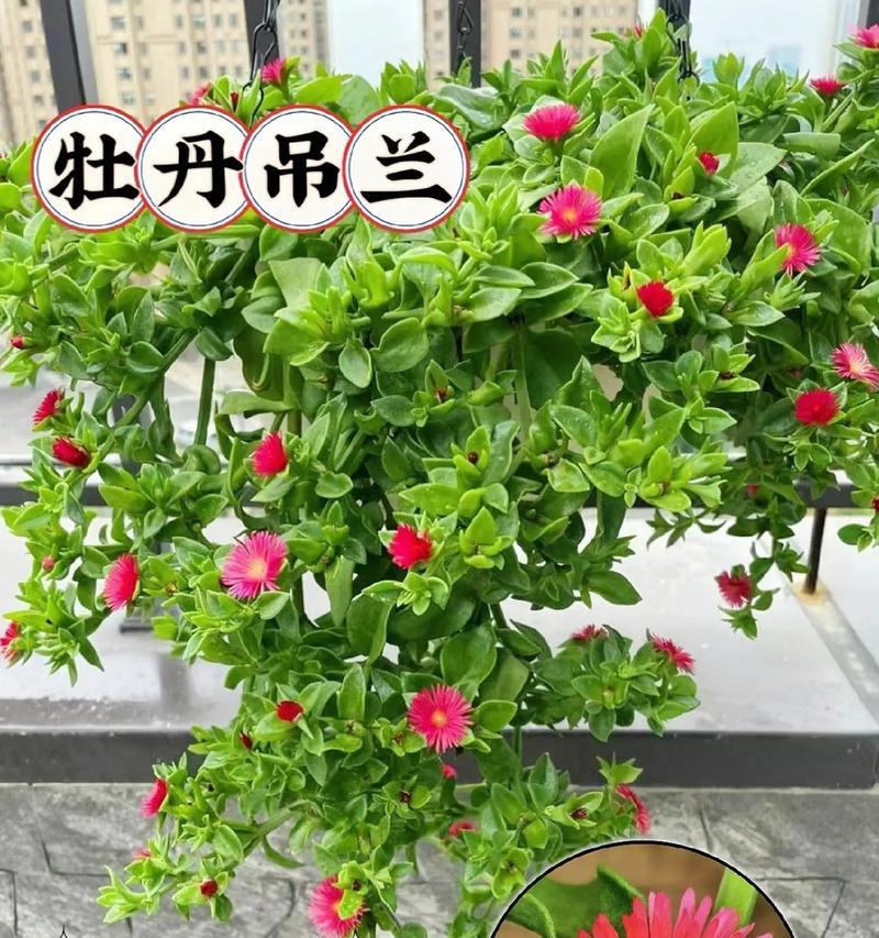 如何让牡丹吊兰安全度过冬天（冬季养护技巧，让吊兰更加健康）