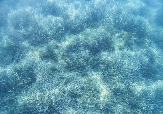 海藻生长地点及其特点（探究海藻喜欢的生长环境）