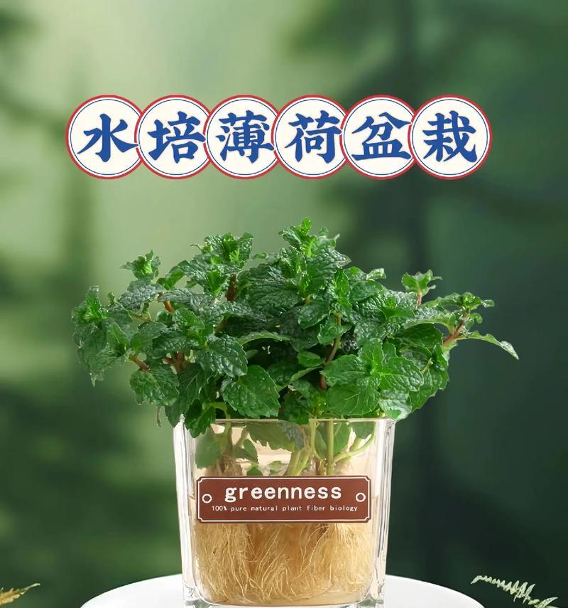 室内水栽花卉，让家更有生气（从选择到养护，让你轻松打造花花世界）