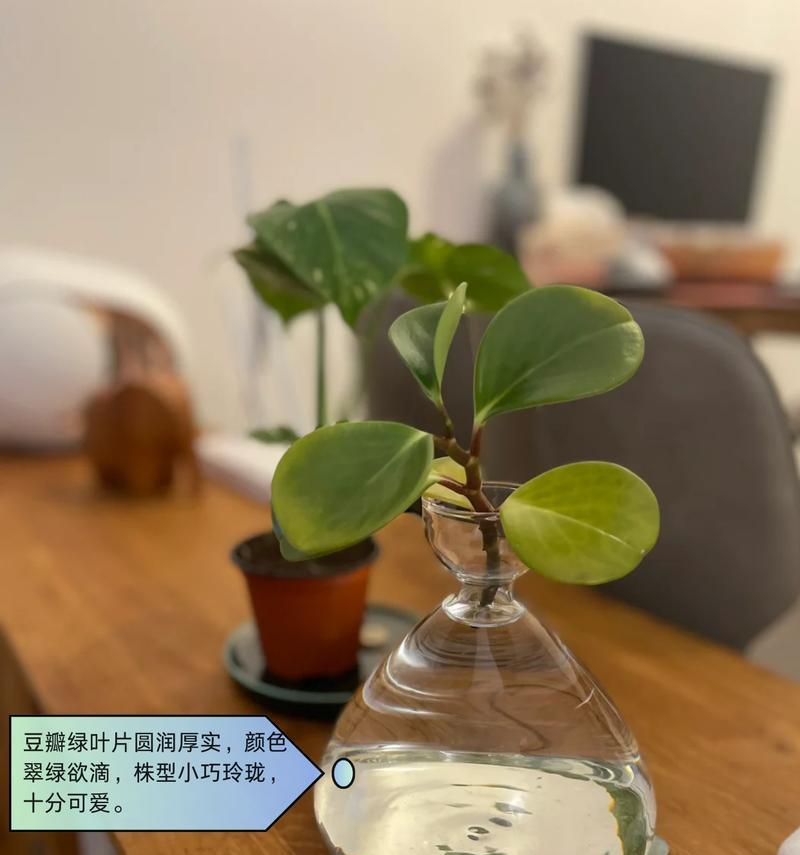 室内水栽花卉，让家更有生气（从选择到养护，让你轻松打造花花世界）