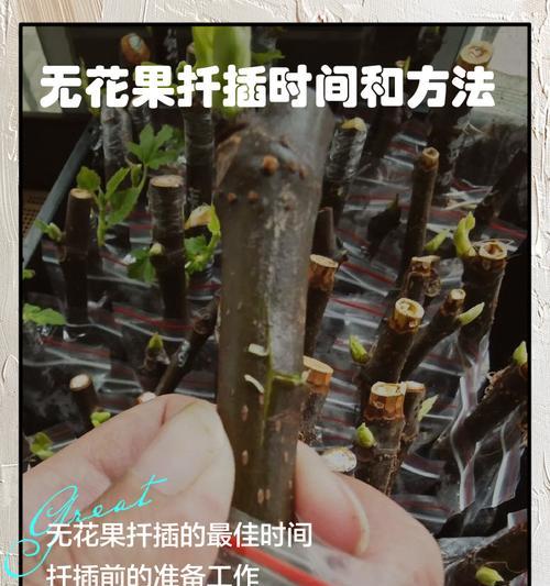 五色梅的扦插时机与技巧（掌握这些窍门，让你轻松扦插五色梅！）