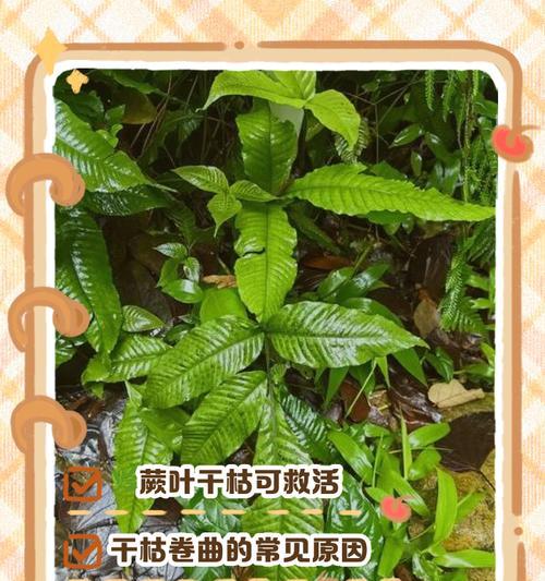 元宝树叶子干枯？如何拯救！