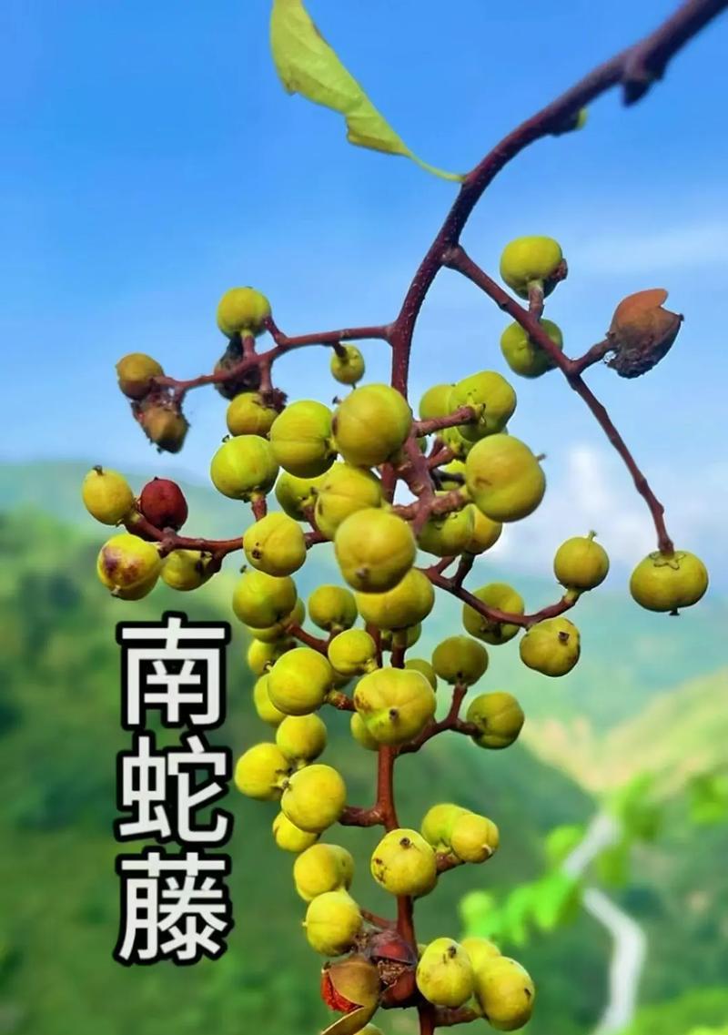 南蛇藤果实有毒吗？（探究南蛇藤果实的毒性及其危害）
