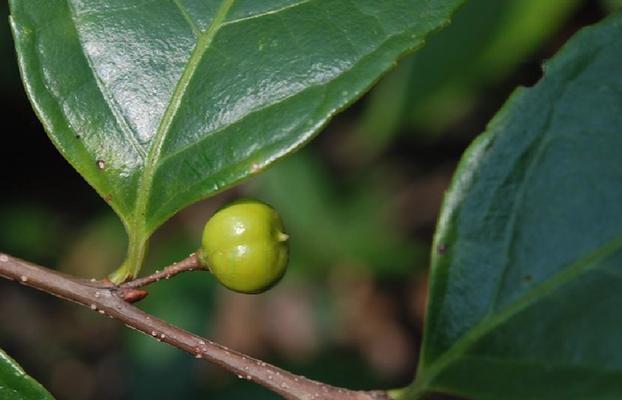 南蛇藤果实有毒吗？（探究南蛇藤果实的毒性及其危害）