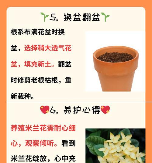 如何正确浇水让米兰茁壮成长？（米兰浇水时间和正确方法）