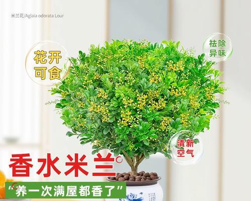 如何正确浇水让米兰茁壮成长？（米兰浇水时间和正确方法）