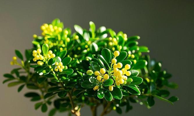 如何正确浇水让米兰茁壮成长？（米兰浇水时间和正确方法）