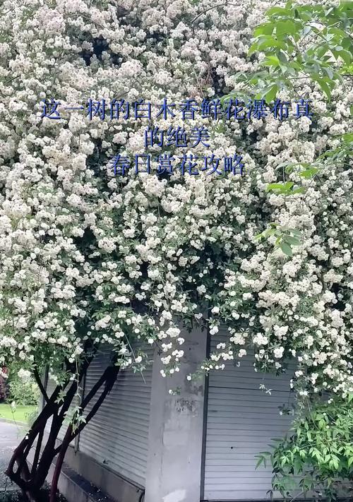 白木香的花期和开花次数（一年开几次花？花期有多长？）