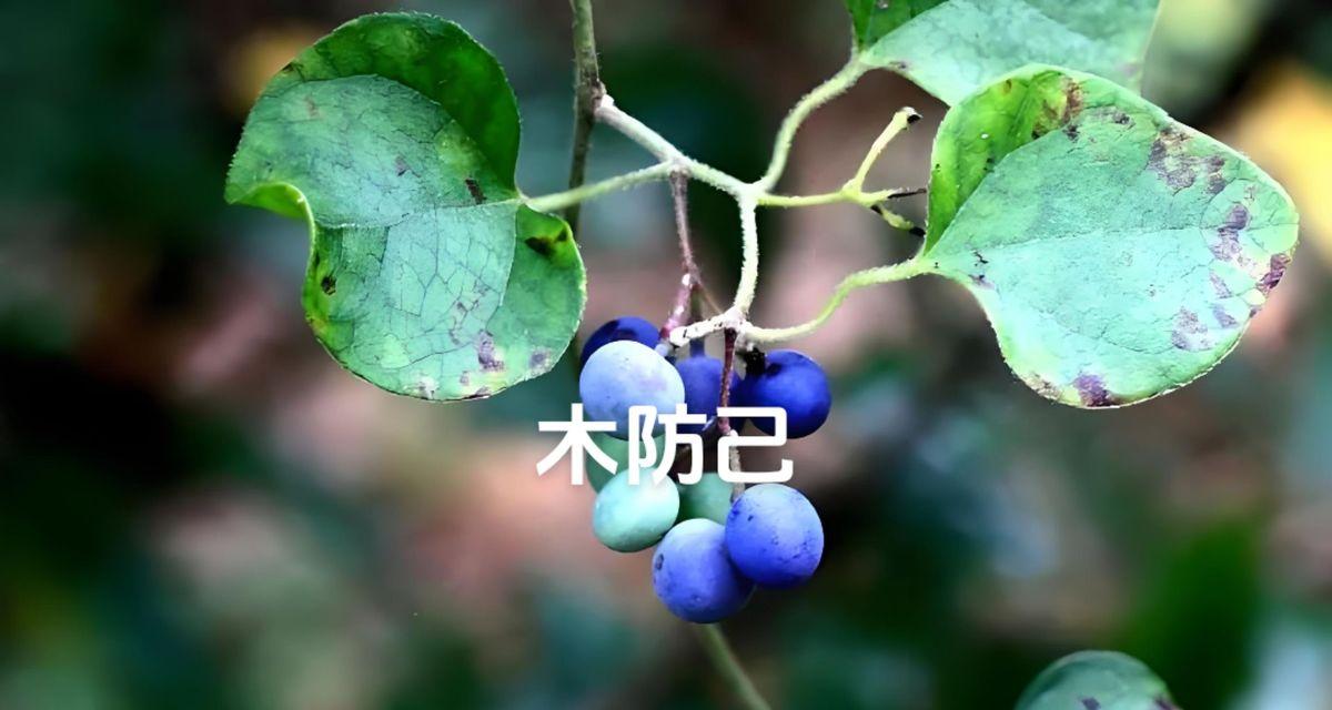 白木香的花期和开花次数（一年开几次花？花期有多长？）