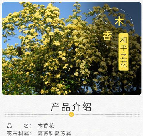 白木香的花期和开花次数（一年开几次花？花期有多长？）
