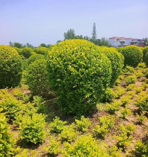 女贞植栽（种植女贞的技巧与注意事项）