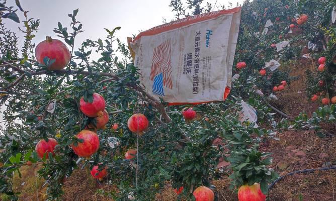 如何选择适合盆栽石榴的肥料（掌握这些关键点，让您的盆栽石榴更健康）