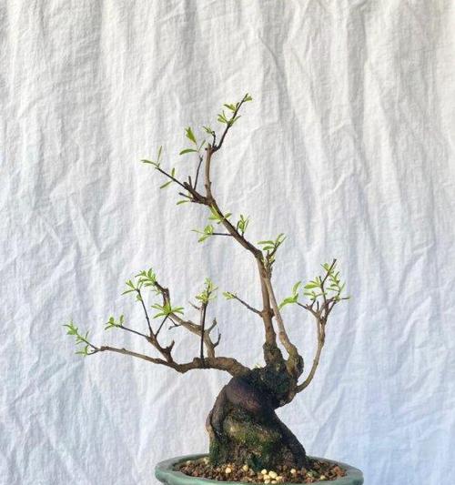 如何选择适合盆栽石榴的肥料（掌握这些关键点，让您的盆栽石榴更健康）