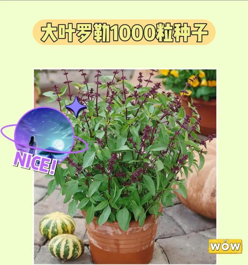 罗勒打顶的时间和方法步骤详解（顶罗勒之前，你需要知道这些）