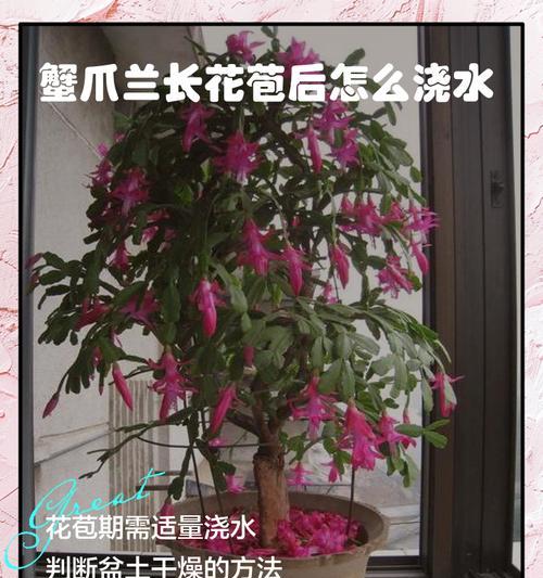 白兰花的浇水时间和正确方法（打造健康白兰花，从正确浇水开始）