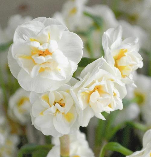 龙骨花怎么养——家庭养法详解（轻松掌握龙骨花的养殖方法，让你拥有美丽的花园）