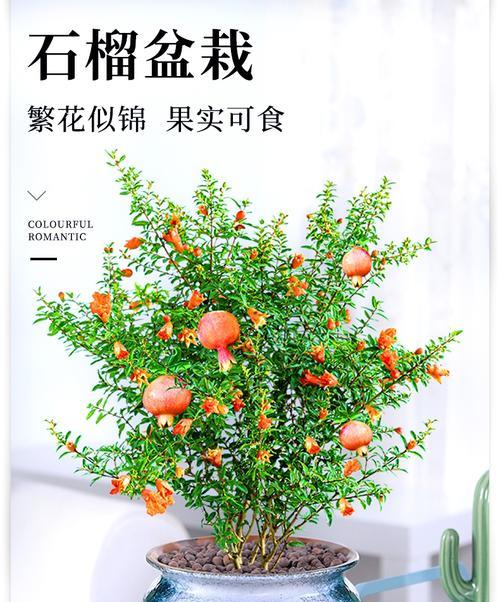 石榴树的浇水方法（春夏秋冬，水量要有分寸！）