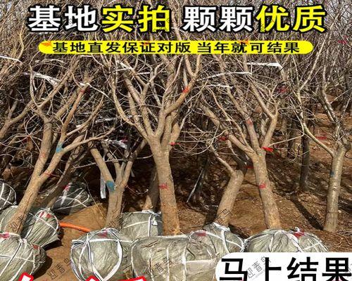 石榴树的浇水方法（春夏秋冬，水量要有分寸！）