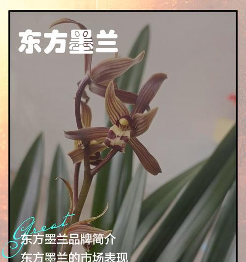 墨兰花的耐寒性及适应温度（探究墨兰花在寒冷季节的生存能力与温度要求）