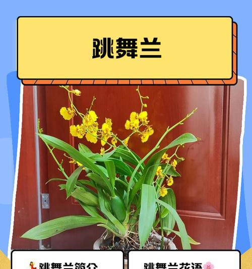 谷精草的神奇功效（探究谷精草的作用，发现健康的秘诀）