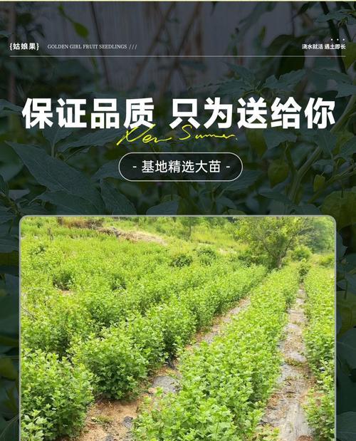揭开姑娘果的种植秘密（了解姑娘果的生命周期与栽培技巧）