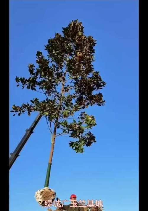 探究广玉兰的植物分类特征及生长习性（探究广玉兰的植物分类特征及生长习性）
