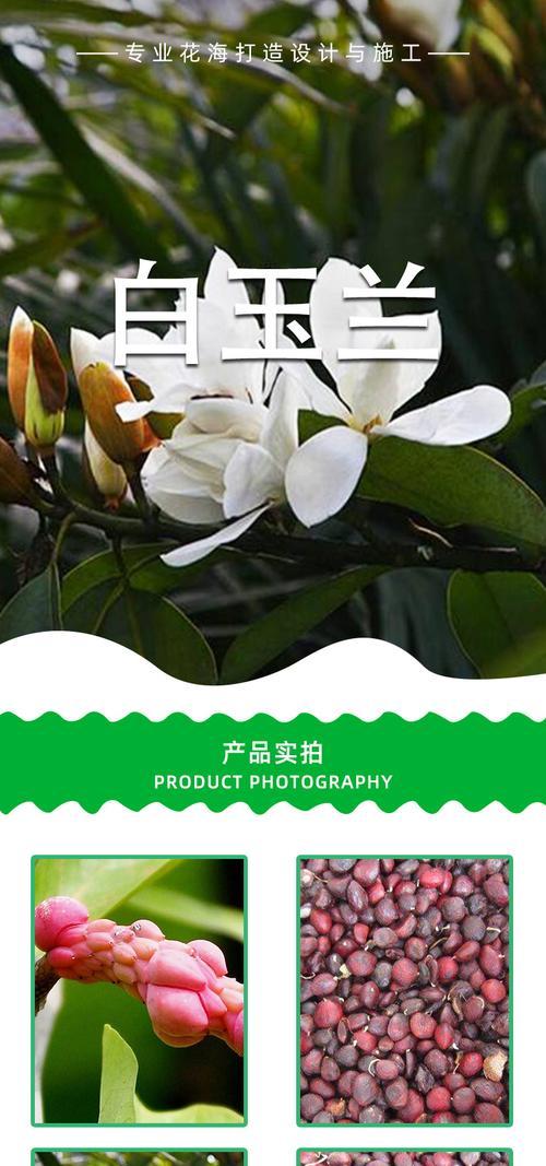 探究广玉兰的植物分类特征及生长习性（探究广玉兰的植物分类特征及生长习性）