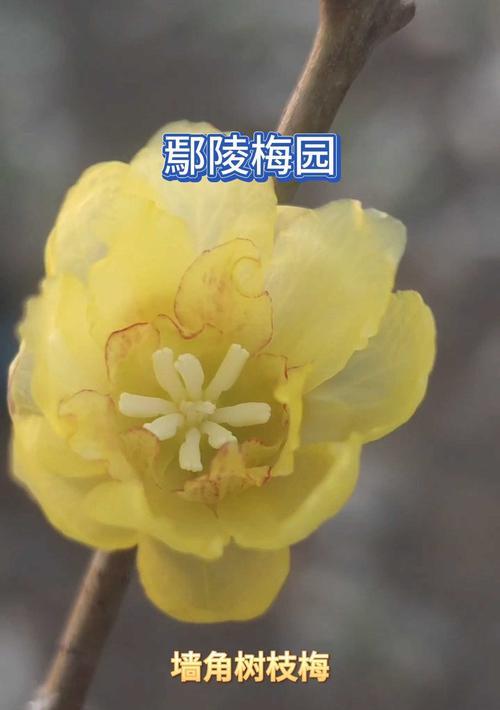 腊梅种植的最佳时间（腊梅花开的时节和养护要点）