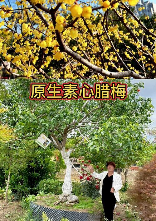 腊梅种植的最佳时间（腊梅花开的时节和养护要点）