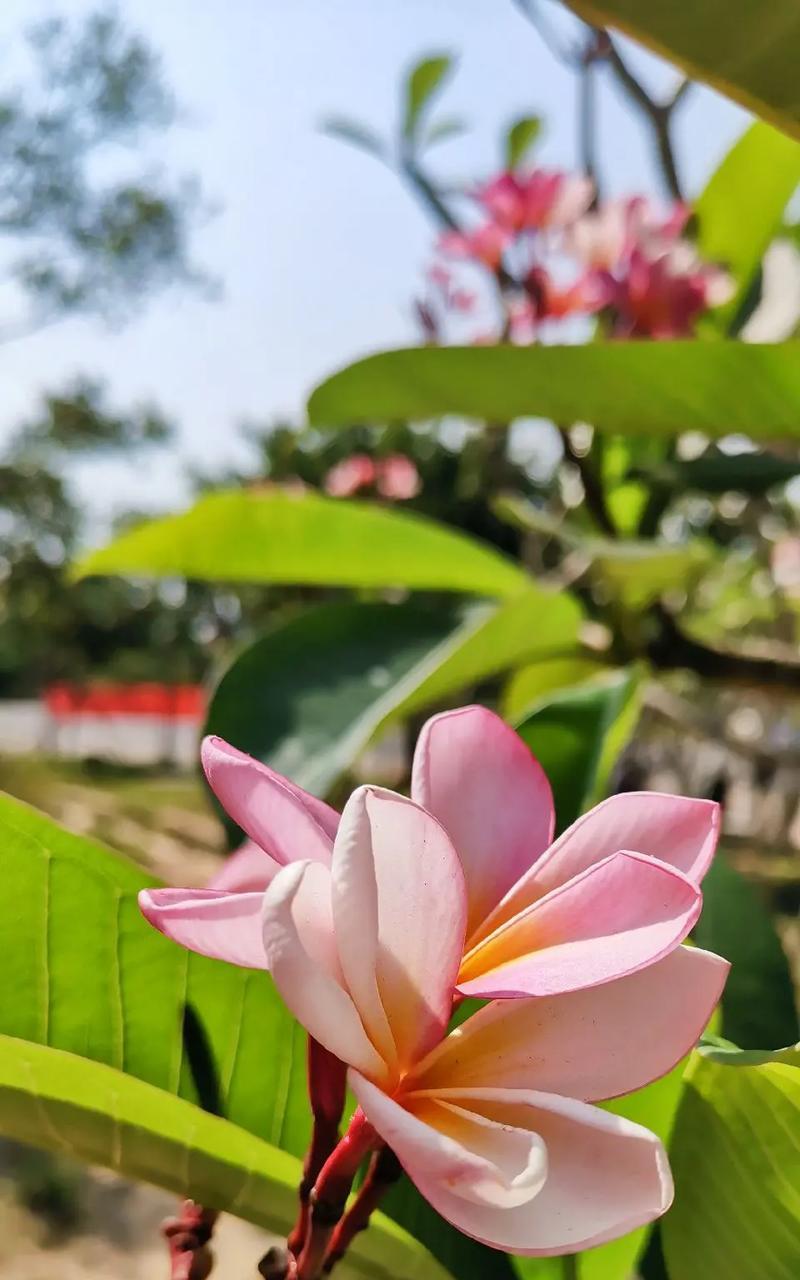 海南适合种植的花卉（探秘热带海滨花园，寻找花开的美丽角落）