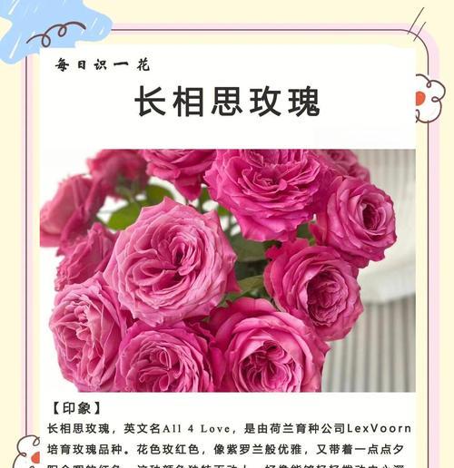 如何养护健康的芭蕉