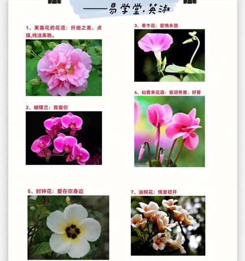 客厅装饰必备（美化生活环境，让客厅更有生气）