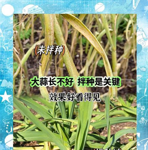 大蒜病毒病的防治（病毒病症状、预防和治疗方法）