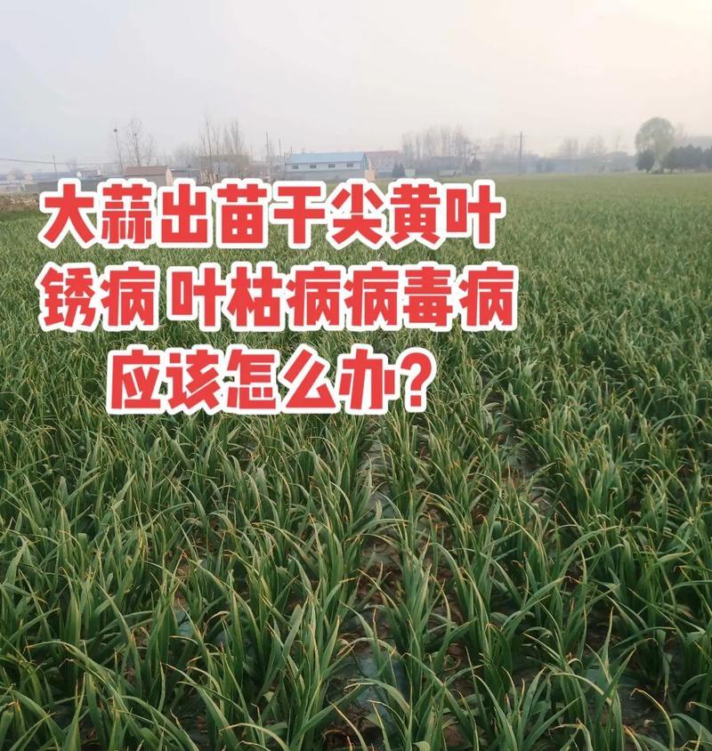 大蒜病毒病的防治（病毒病症状、预防和治疗方法）