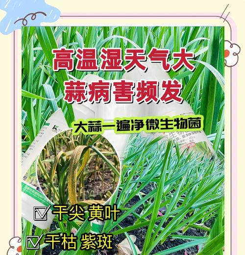 大蒜病毒病的防治（病毒病症状、预防和治疗方法）