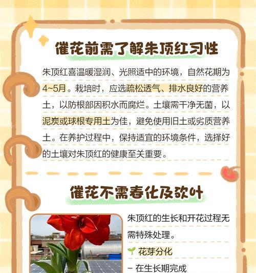 格桑花打顶时间及方法步骤详解（如何确定打顶时间？打顶步骤详解！）