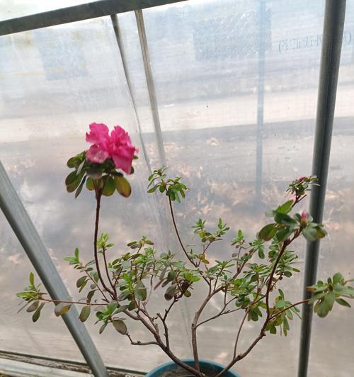 杜鹃花的最佳剪枝时间（如何正确剪枝杜鹃花）