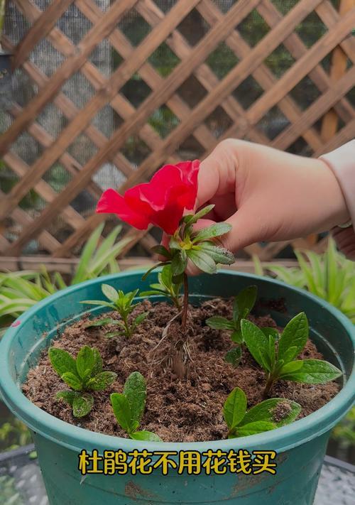 杜鹃花的最佳剪枝时间（如何正确剪枝杜鹃花）