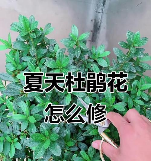 杜鹃花的最佳剪枝时间（如何正确剪枝杜鹃花）