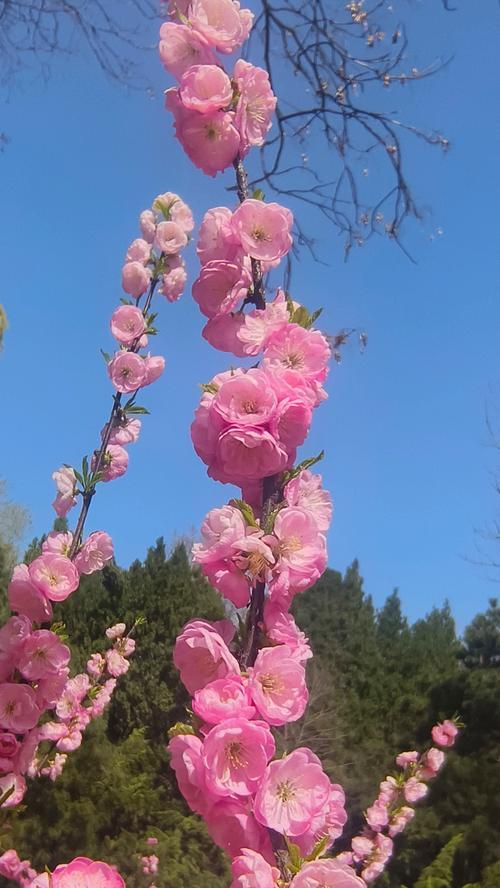 美人梅花期：一场冬日的盛宴