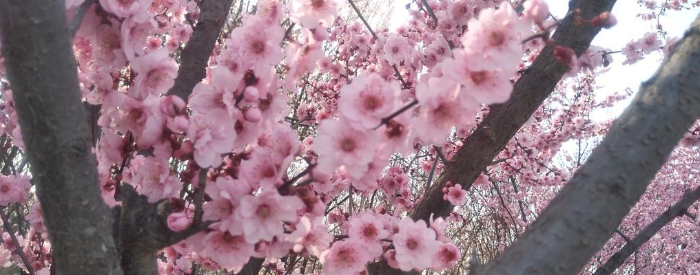 美人梅花期：一场冬日的盛宴